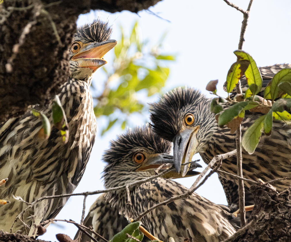 Wildlife Portraits