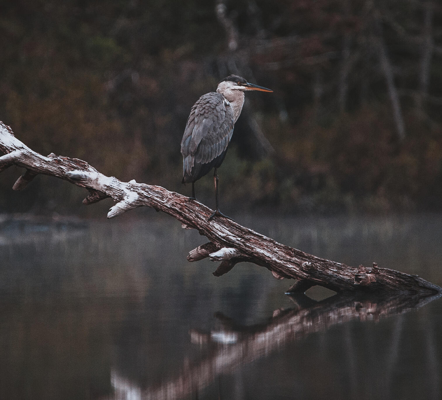 Wildlife