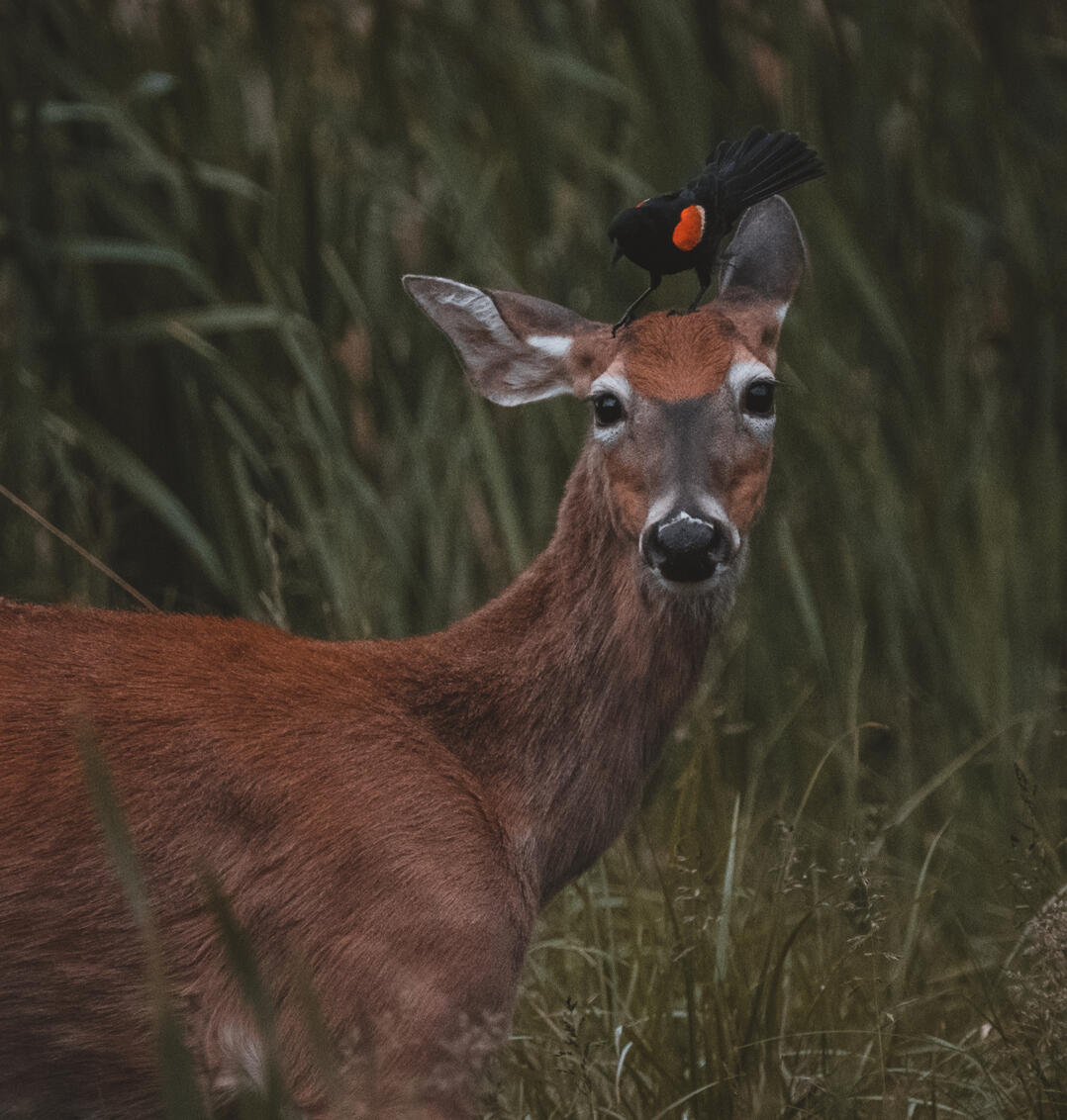 Wildlife Wildlife